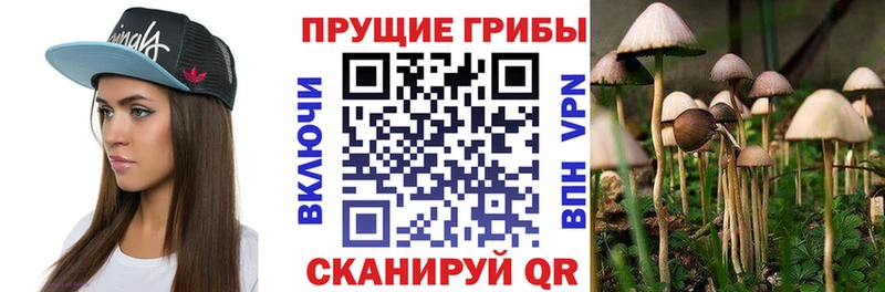 Галлюциногенные грибы Psilocybe  Вытегра 